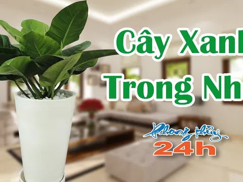 Cây Xanh Phong Thủy Trong Nhà - Ý nghĩa các loại cây phong thủy trong nhà
