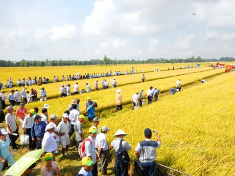 Hình thành hơn 120 mô hình sản xuất lúa hàng hóa chất lượng cao